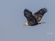 Bald eagle