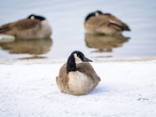 Canada geese