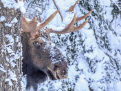 Peek a Boo Moose - Magic Moment for over 4 hours 