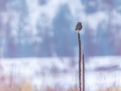 Fierce Little Hunter