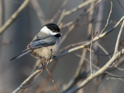 Black-capped chickadee
