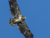 Juvenile bald eagle