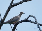 Mourning dove in the wild