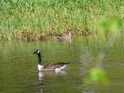 Shoot the goose and win a duck family in bonus.
