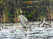 For the nature scene lovers