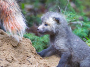 Red Fox Kits
