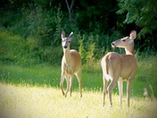 White-tailed Deer