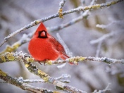 Male Northern Cardinal