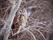Barred Owl