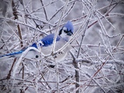 Blue Jay