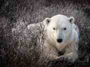Polar bear stare
