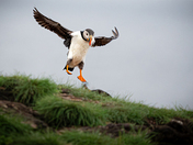 Coming in for a landing