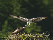 Wings Of Sacrifice - An Osprey's Tale Of Love and Sacrifice 