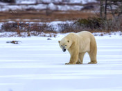 Polar bear