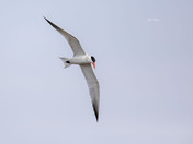 Common tern