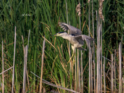Black-crowned night heron