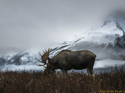 Morning in the Mountains