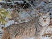 Canadian Lynx