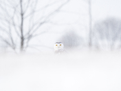 Snowy Owl