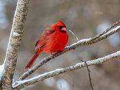 Northern cardinal