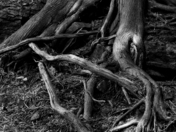 Rooting for the Roots