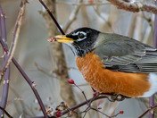 American robin