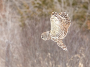 Barred Owl on the Hunt