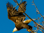 Lift off into the sunshine.