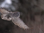 Flying home with Lunch