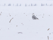 Snowy Owl