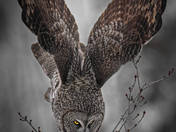 Meadow Vole's Demise