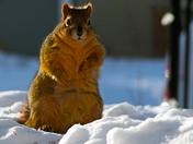 Fox Squirrel