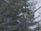 Barred owl of 2025