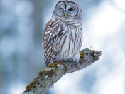 Barred owl of 2025