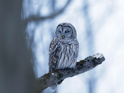 Barred owl of 2025