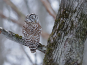 Barred owl of 2025