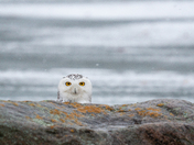 Snowy Owl 