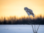 The Ghost of the boreal forest