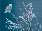 A glimpse into your soul