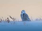 A glimpse into your soul