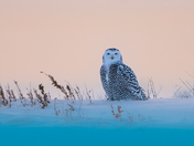 A glimpse into your soul