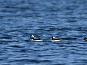 Bufflehead Family Outing