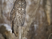 Getting the Evil Eye