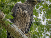 Bald Eagle Fledgling