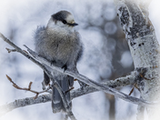 Gray Jay 