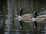 I'd Follow You Anywhere 