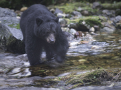 Fishing black bear