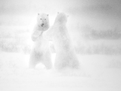 Sparring polar bears in a blizzard