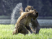 Grizzly sub-adults playing in the estuary