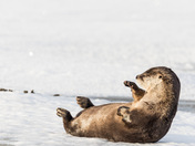 River Otter 